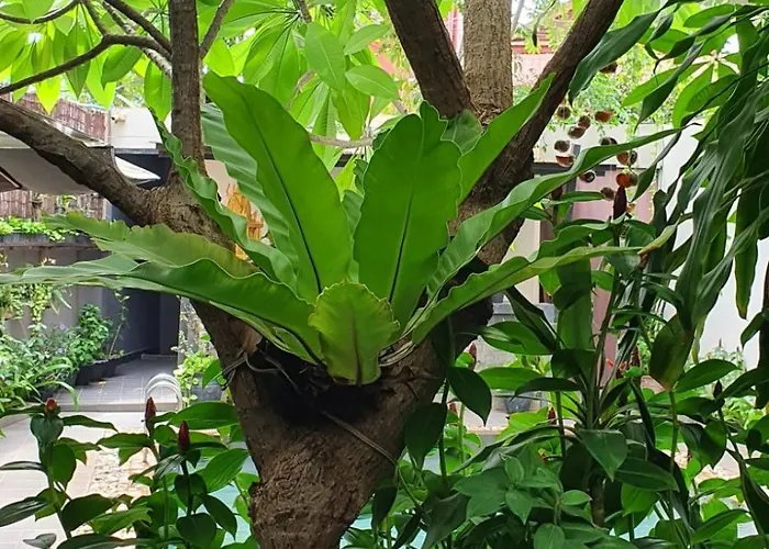 Tevi 4* Siem Reap